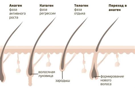 Химическое воздействие на волосяные фолликулы
