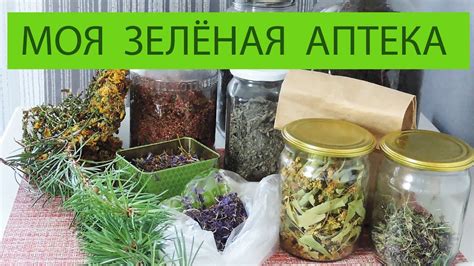 Чайные растения и их растительный ритм