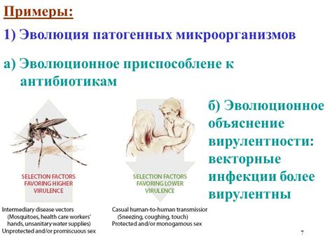 Эволюционное объяснение