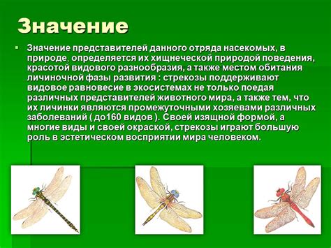Эволюционные особенности внешнего строения стрижей
