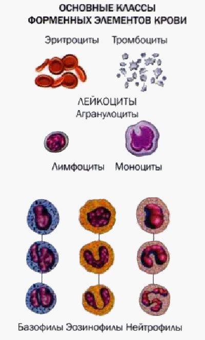 Эволюционные причины изменения цвета крови