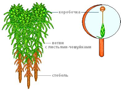 Экологическое значение сфагнума