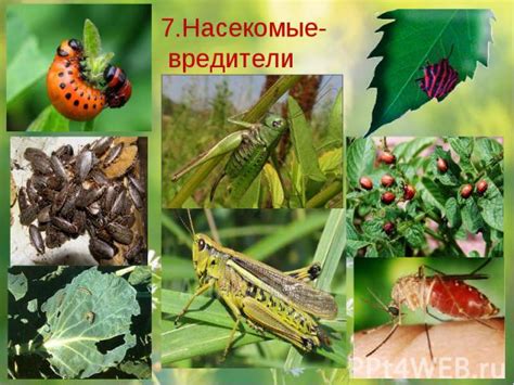 Экономическое значение насекомых