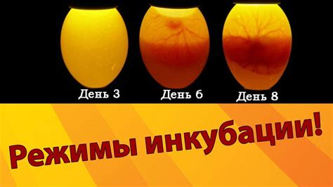  Возраст куриных яиц 