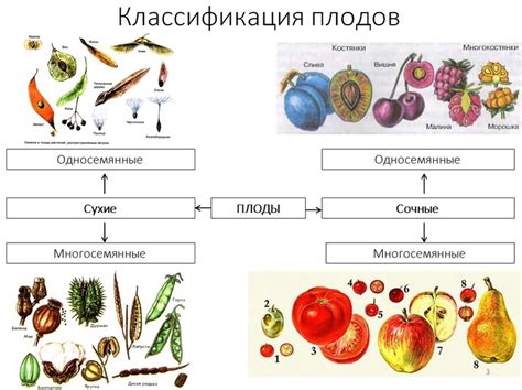  Способы предотвращения сбрасывания плодов 